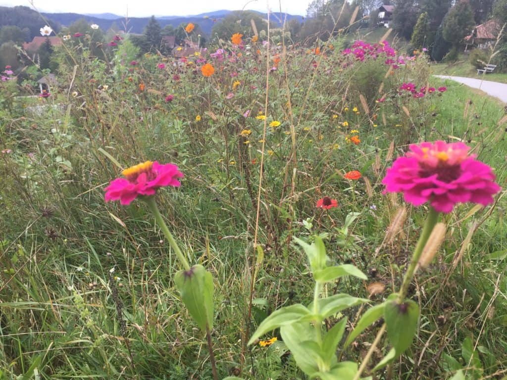 Blumenwiese Lindberg