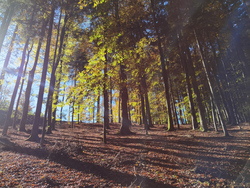 Waldbaden